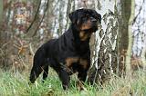 ROTTWEILER 421